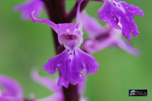 orchis  mascula.JPG